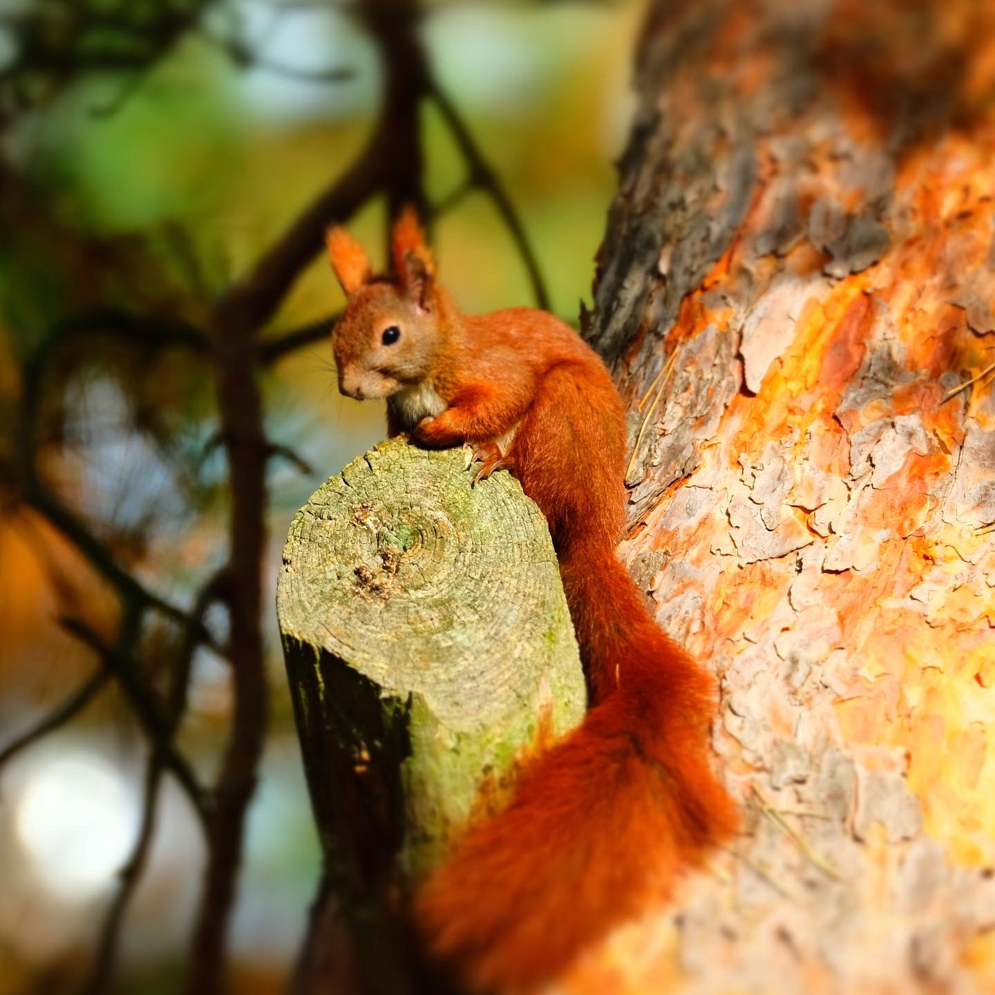 Tierisches im Garten